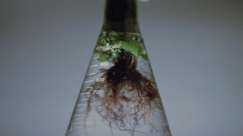 Roots of a plant growing in a test tube