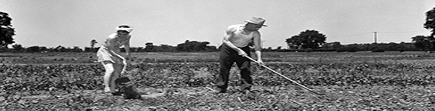 man and woman tending crops