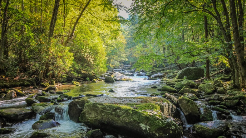 Natural, rocky stream running between trees