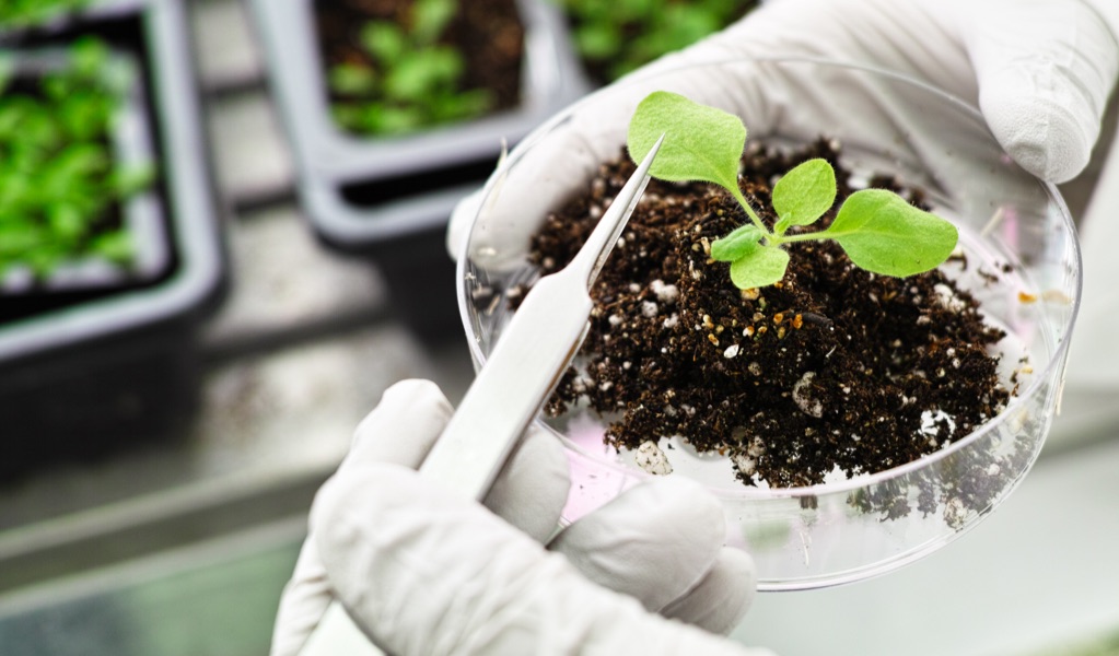 Model plant in a research lab