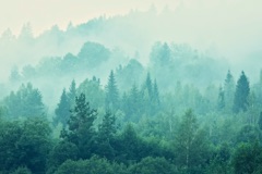 View of forest
