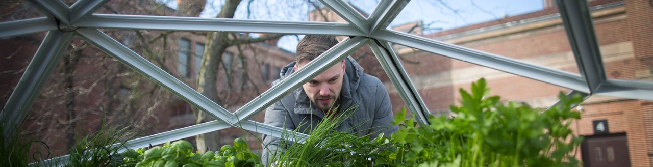 Man and plants in greenhouse